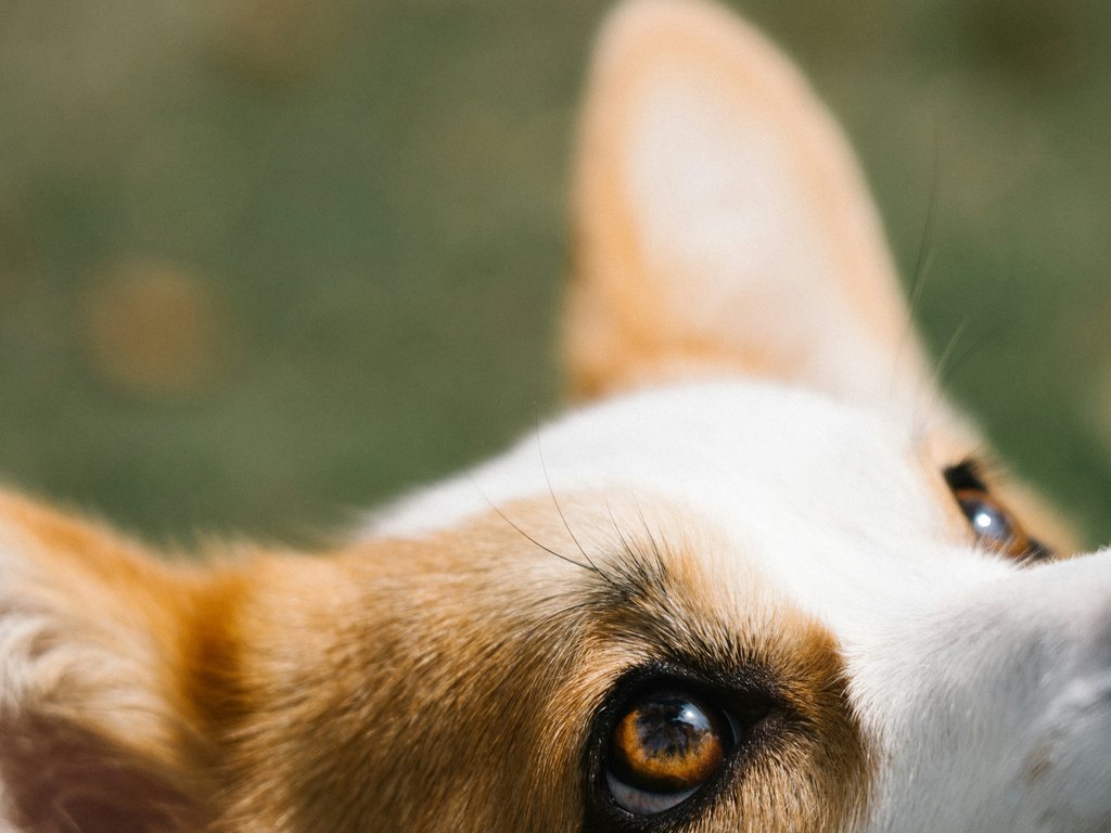 Dog Microchipping